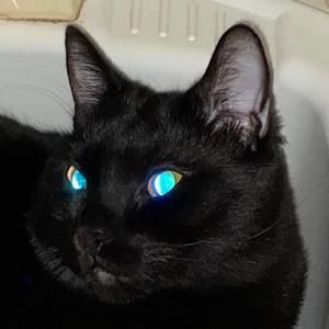 Meet your Posher, Crystal